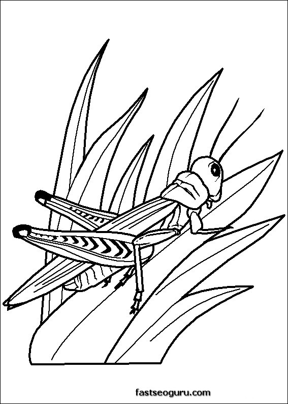 Grasshoppers childrens coloring sheets 
